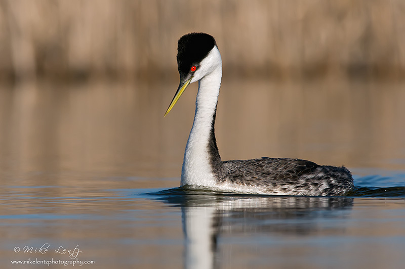 Western Grebe 