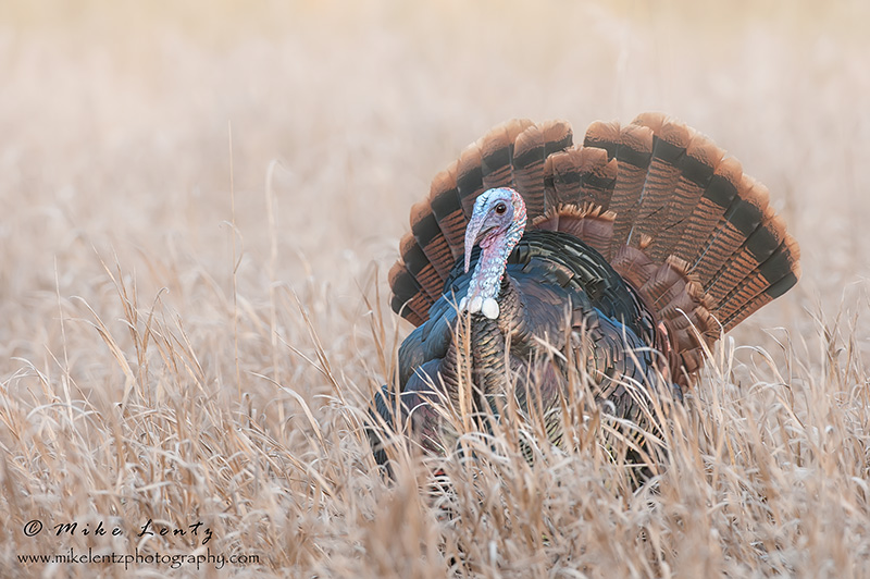 Wild Turkey displaying in fog 