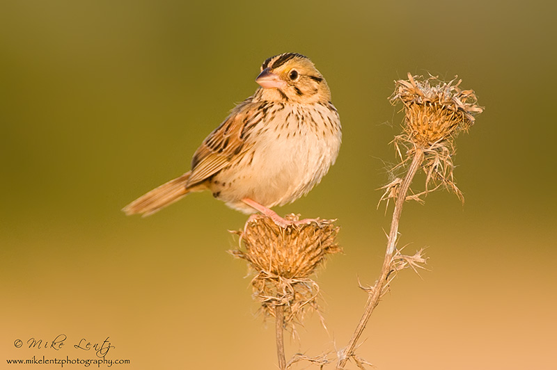 Henslows sparrow 