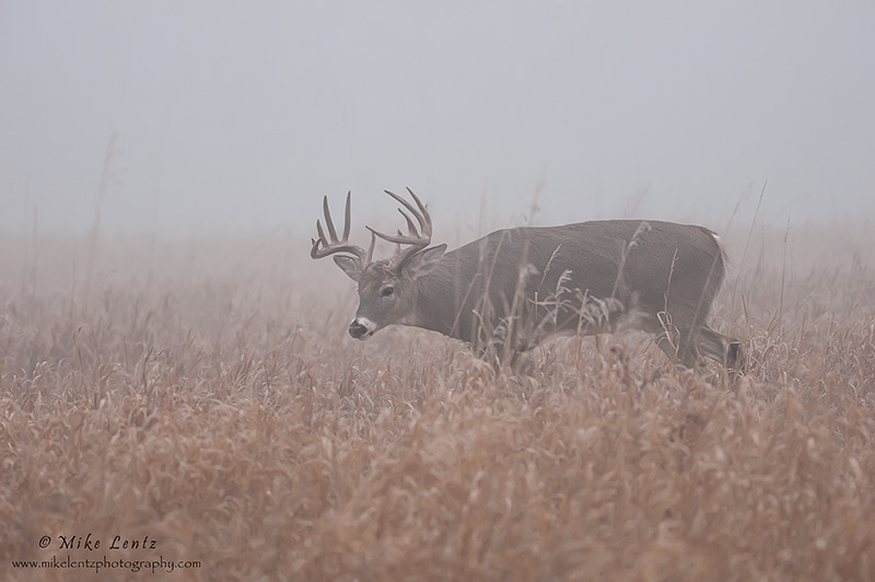 Buck in foggy field 