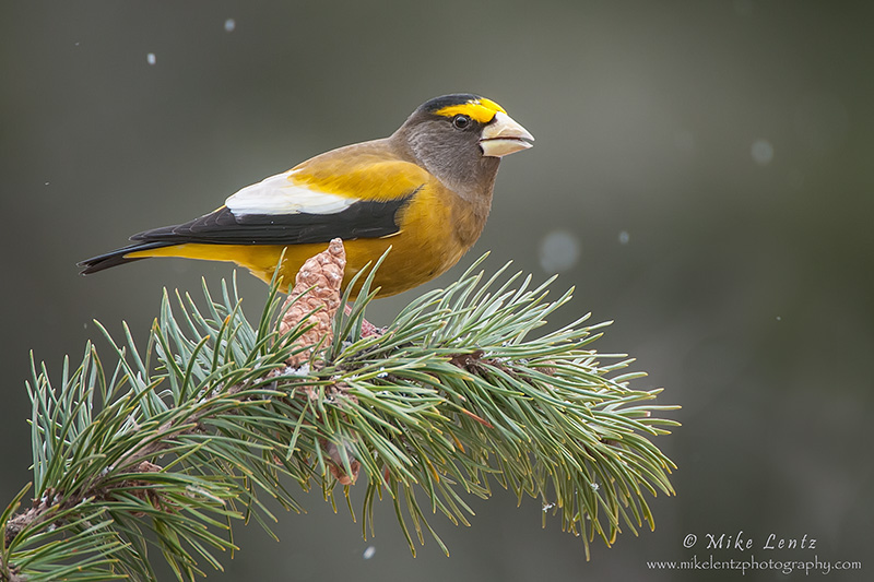 Evening Grosbeak (male)