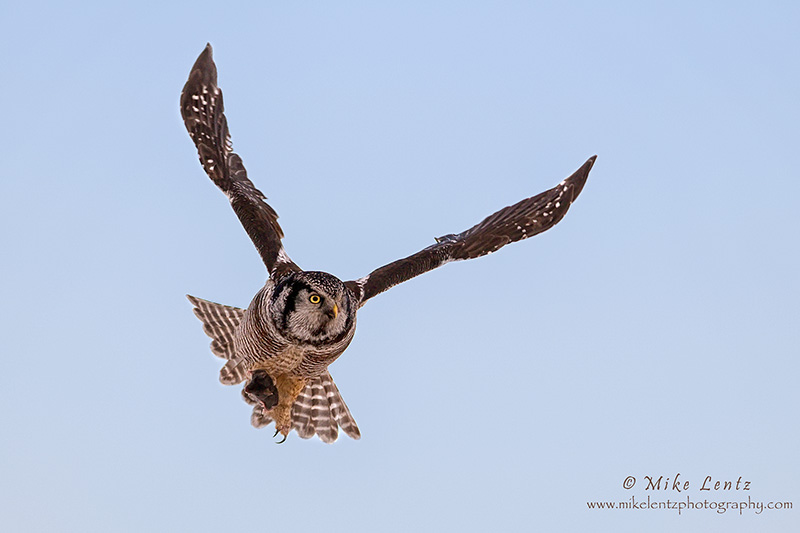 Northern Hawk Owl banking