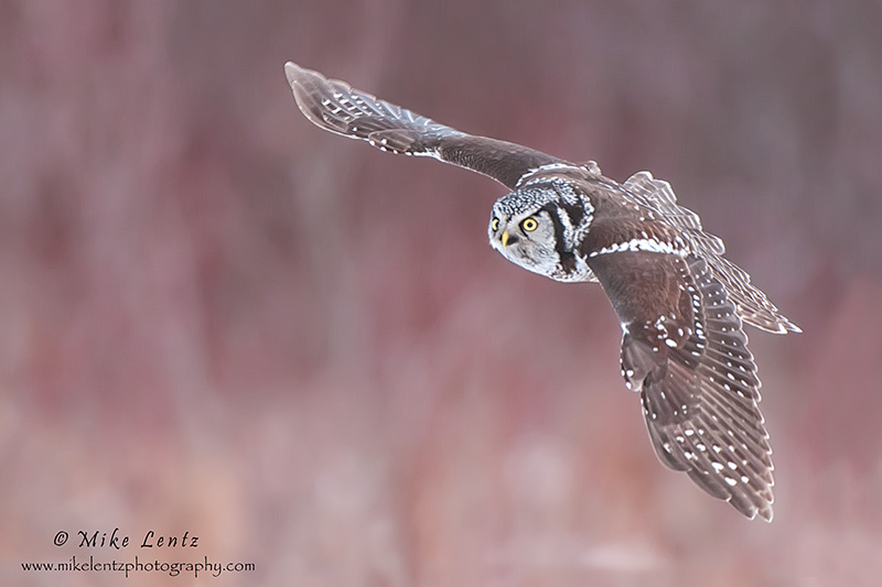 Northern Hawk Owl banking in the willows