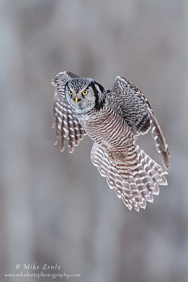 Incoming Northern Hawk Owl