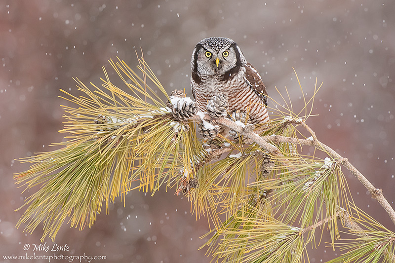 Northern Hawk Owl in a snowfall