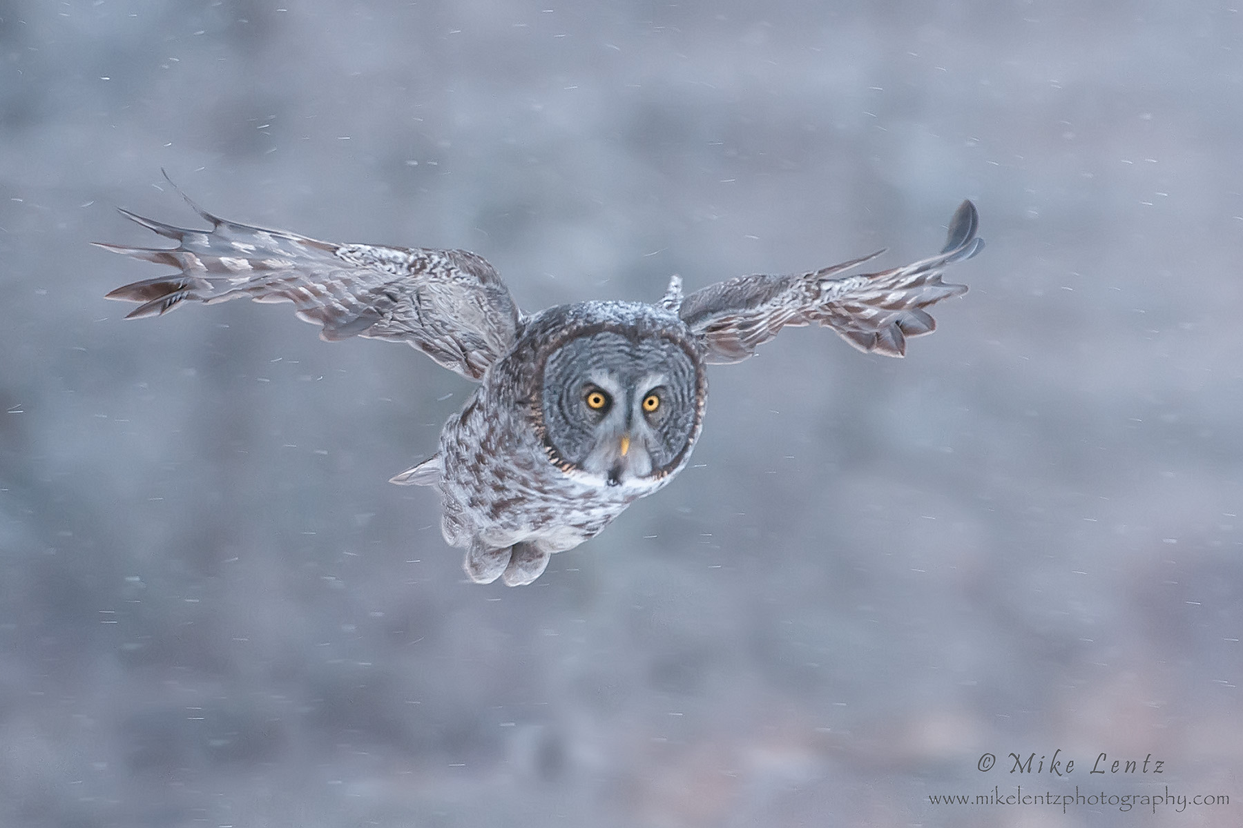 Great Gray owl flys down through snow