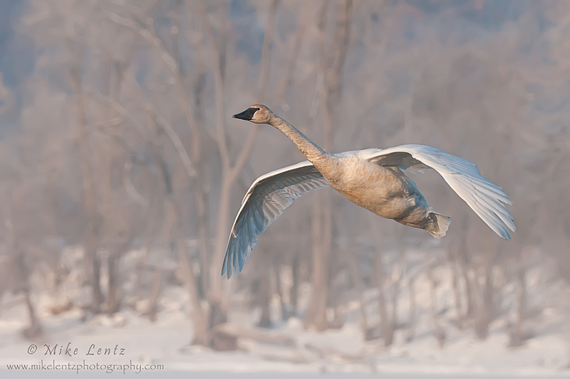 Trumpeter swan in winter scenics