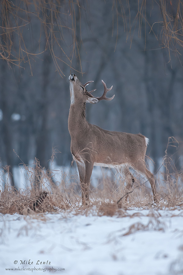 Buck sniffs willows