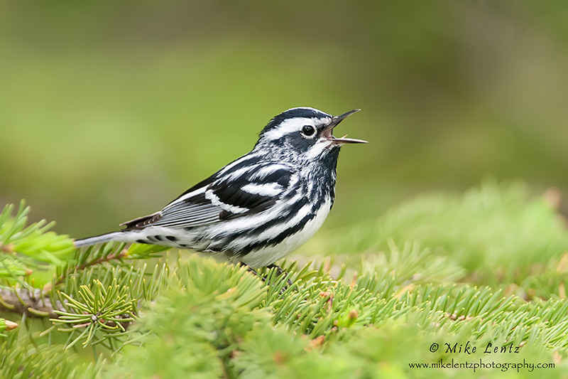 Black & white warbler 