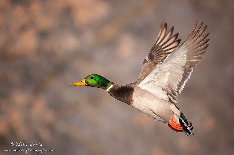 Mallard fly by