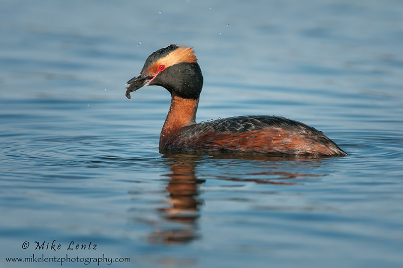 Horned Grebe with Stickleback