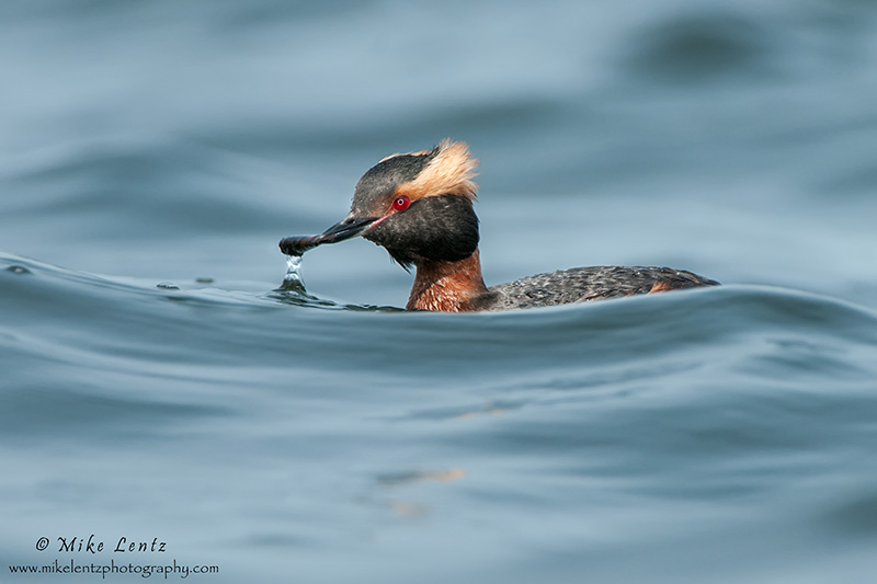 Horned Grebe on rolling waves
