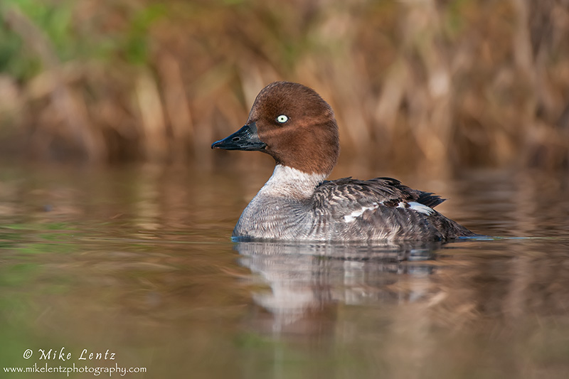 Common Goldeneye (hen) 