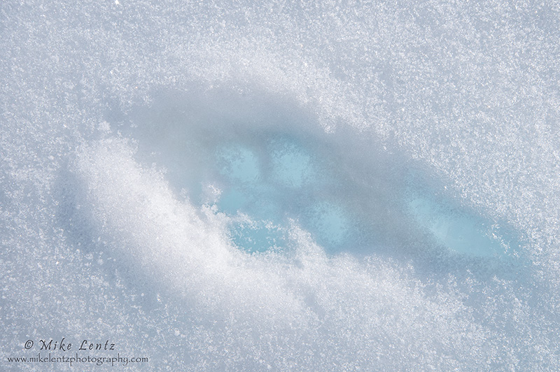 Fox print in the snow 