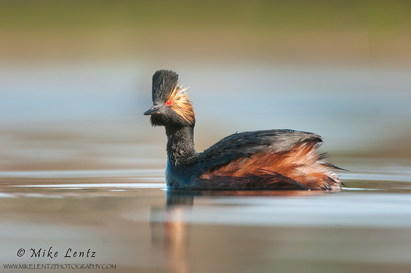 Eared Grebe beauty 