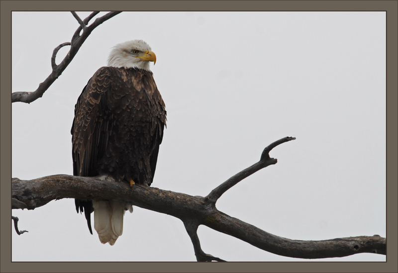 Baldie on sweet branch