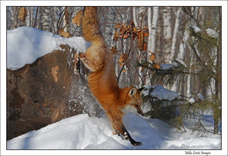 Fox leap from rock