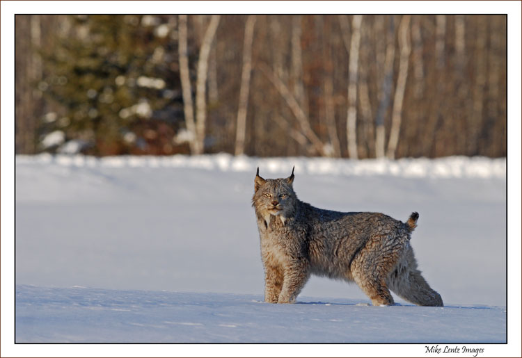 Lynx eyes on me!