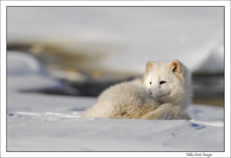 Arctic Fox nap near the Kettle river