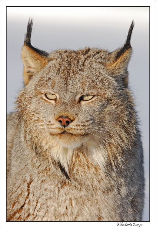 Lynx headshot
