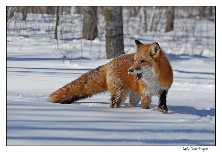 Fox-yipping