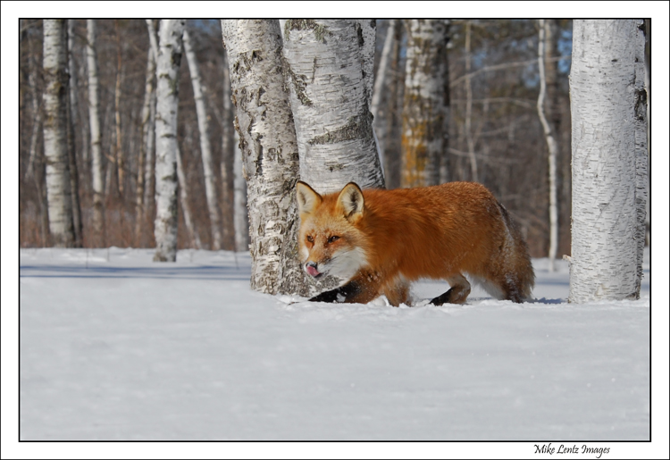 Fox prowl