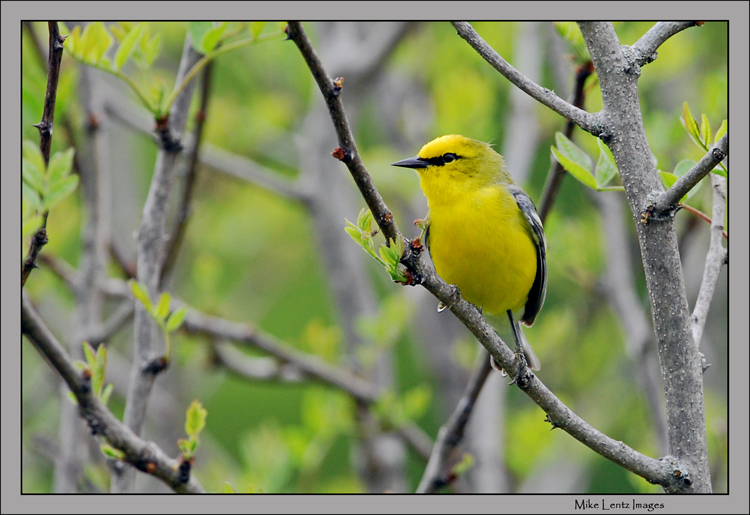 Blue-winged warbler - Vermivora pinus