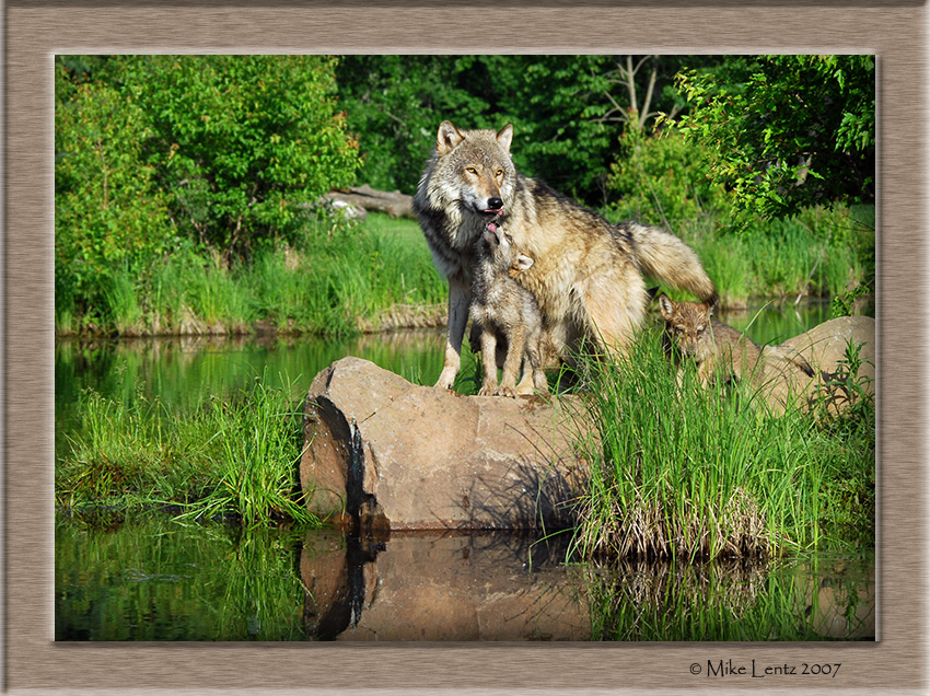 Timberwolf family on rock