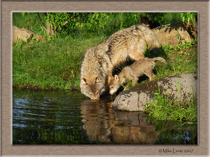 Timberwolves drinking