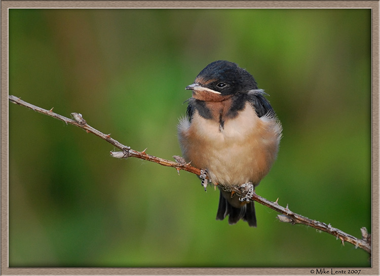 Barn swallow baby