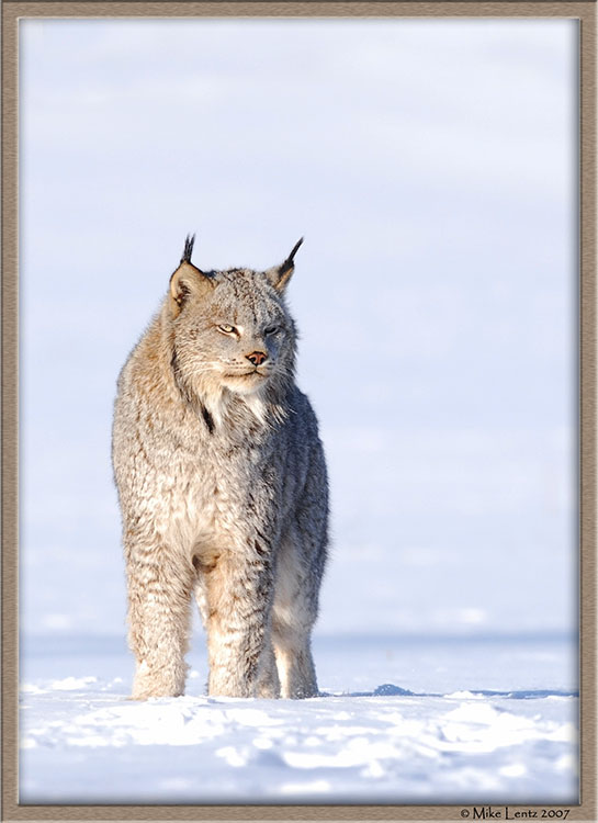 Lynx upright