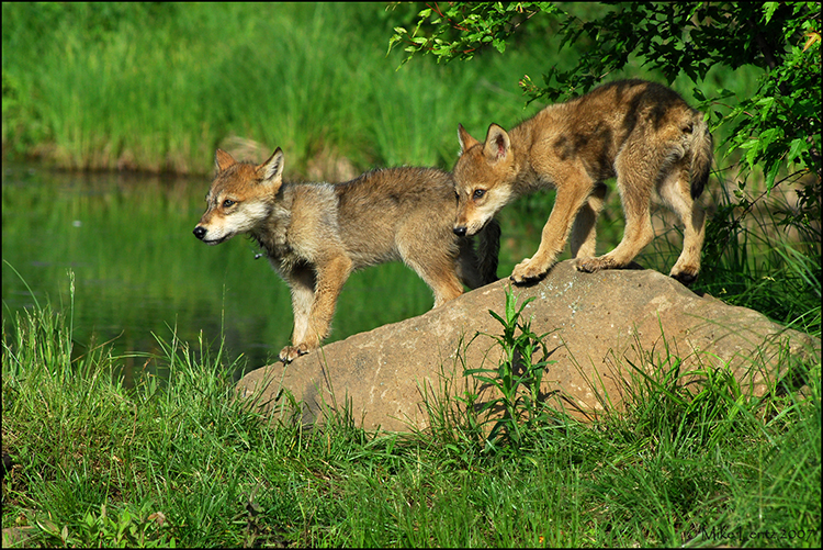 Wolf pups on rock
