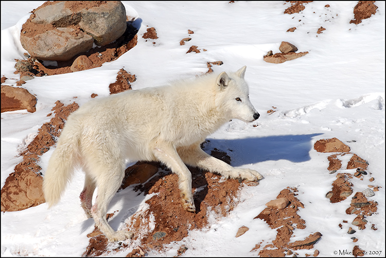 Arctic wolf on rocks