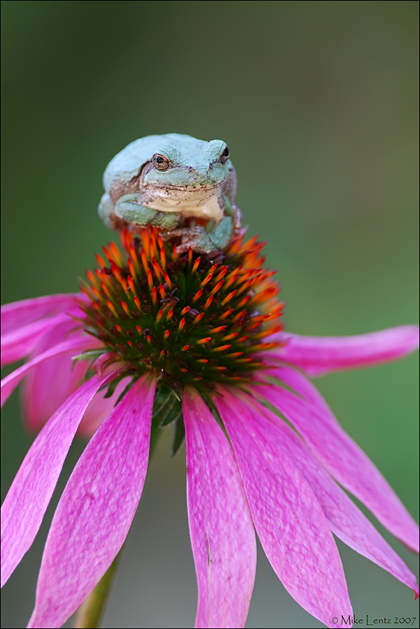 Copes Gray tree frog on Coneflower