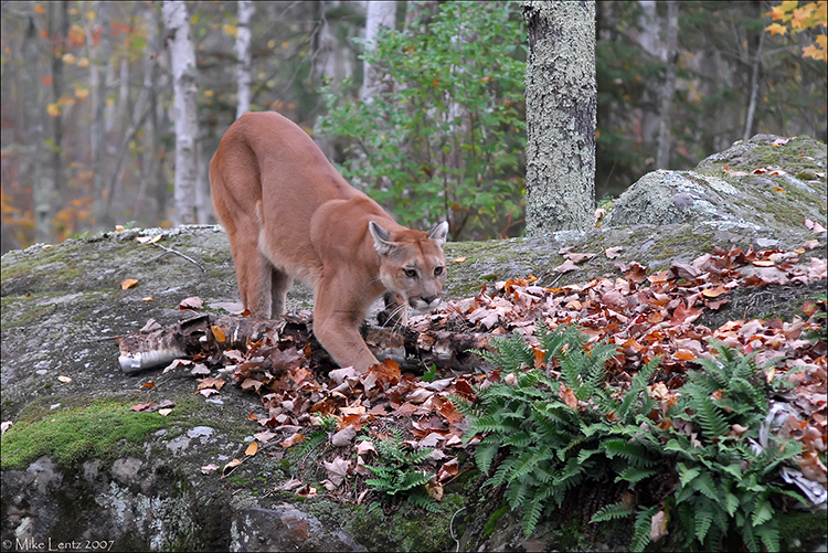 Prowling Puma