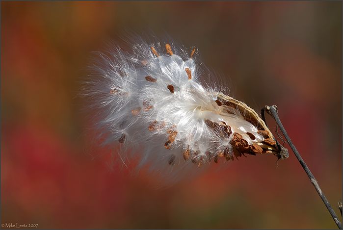 Milkweed seeding