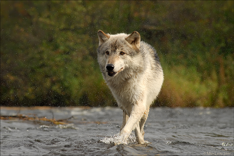 Wolf water shake