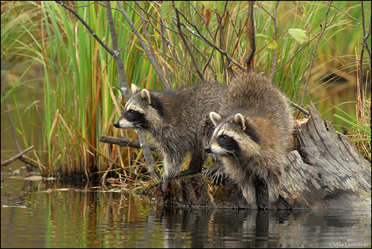 Racoons peering