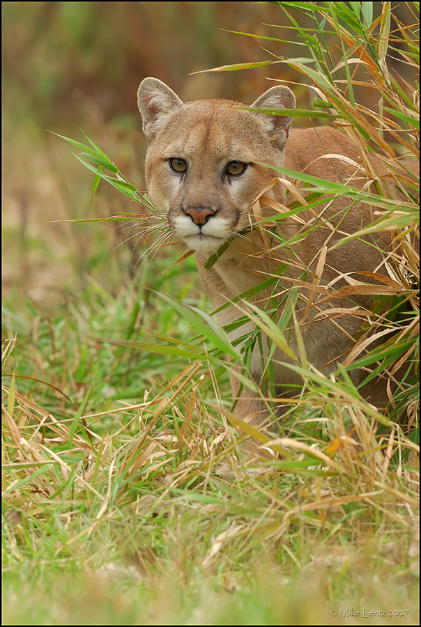 Cougar prowling