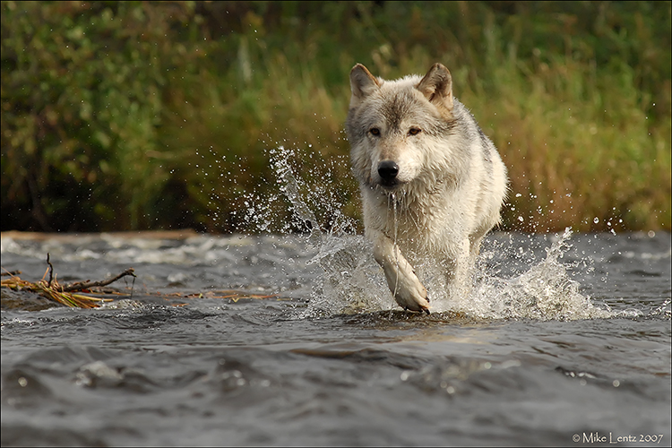 Wolf crossing stream