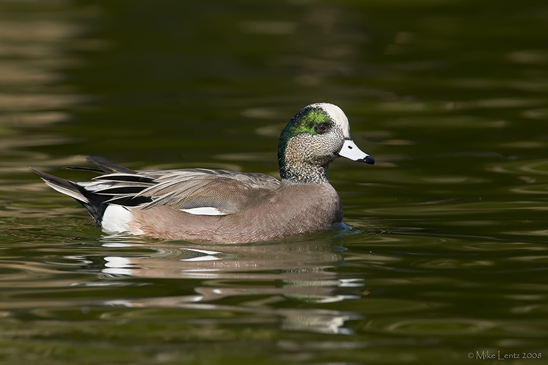 Widgeon drake