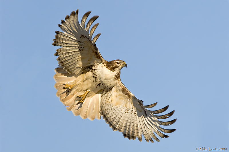 Redtail wide open