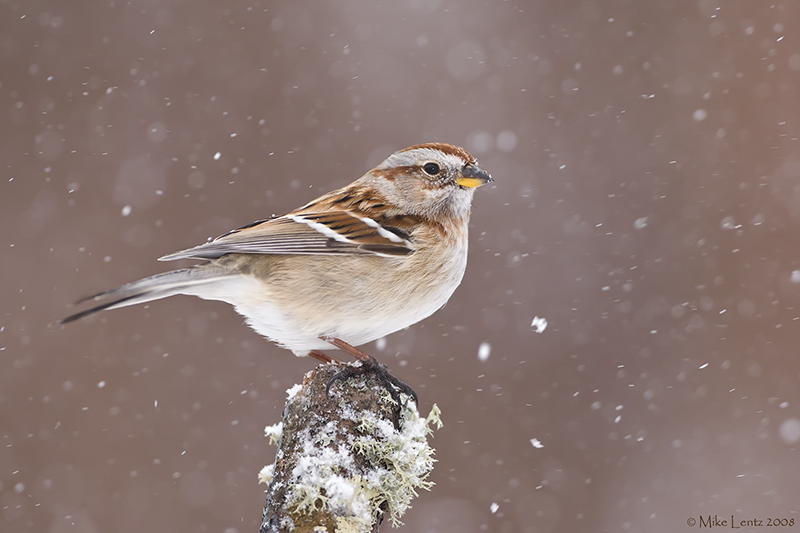 American Tree Sparrow in the snow