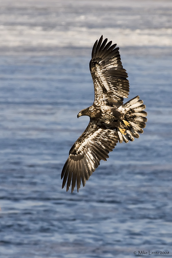 Immature eagle banking