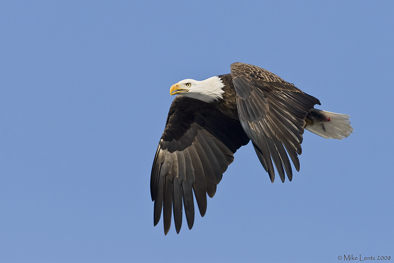 Bald Eagle flies by with fish in talons