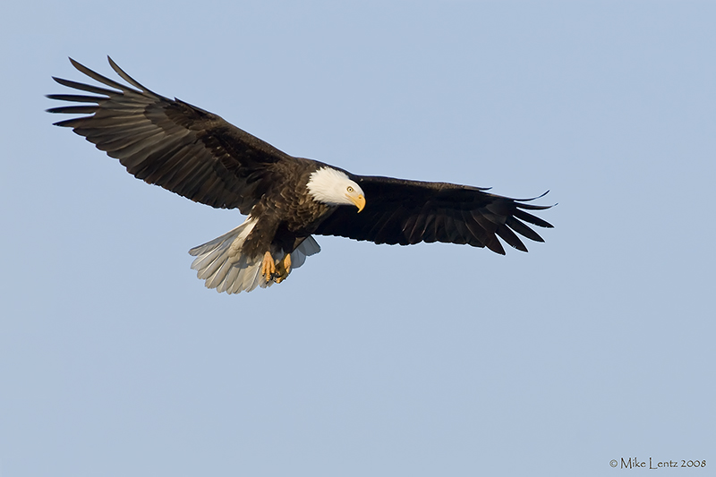 Baldie overhead peek