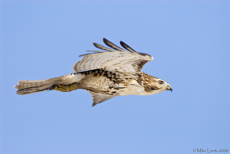 Redtail Hawk streamlined