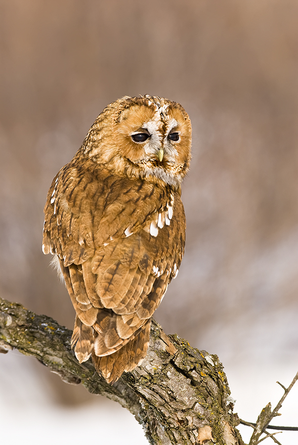 Tawny Owl