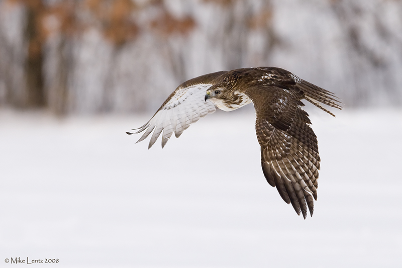 Redtail dive
