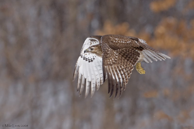 Redtail snow flight